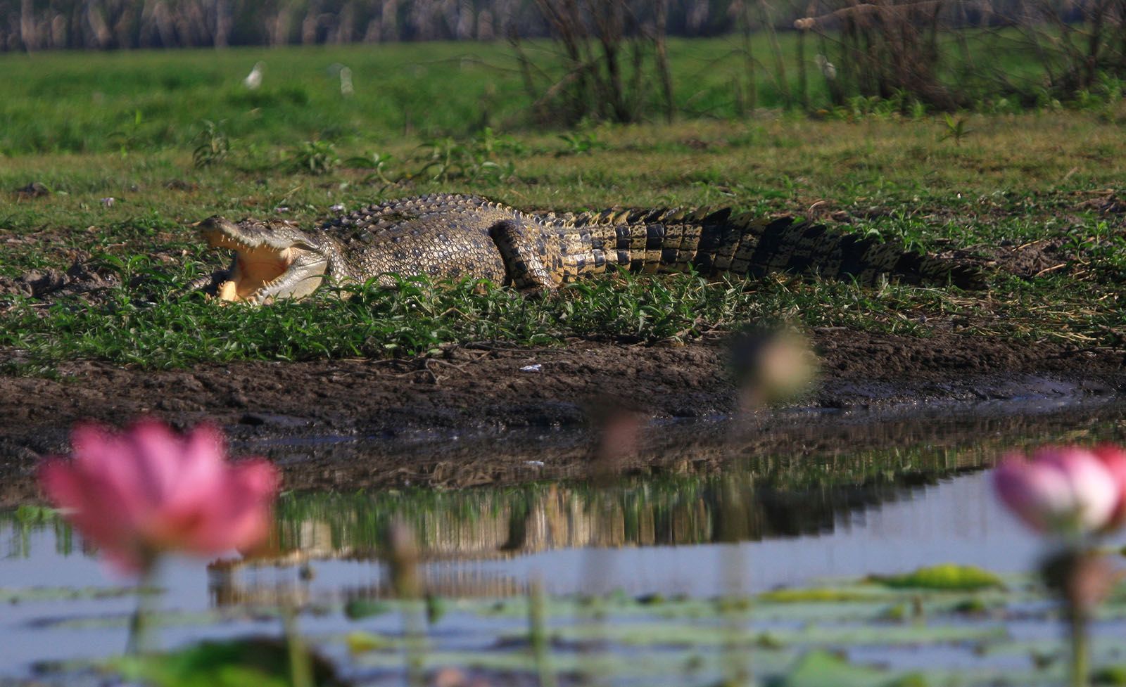 A crocodile is laying in the grass near a pond with flowers in the foreground.