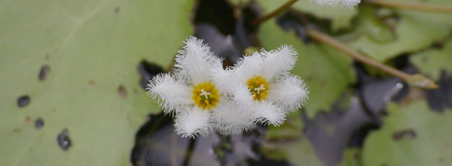 A close up of a white flower with a yellow center on a plant.