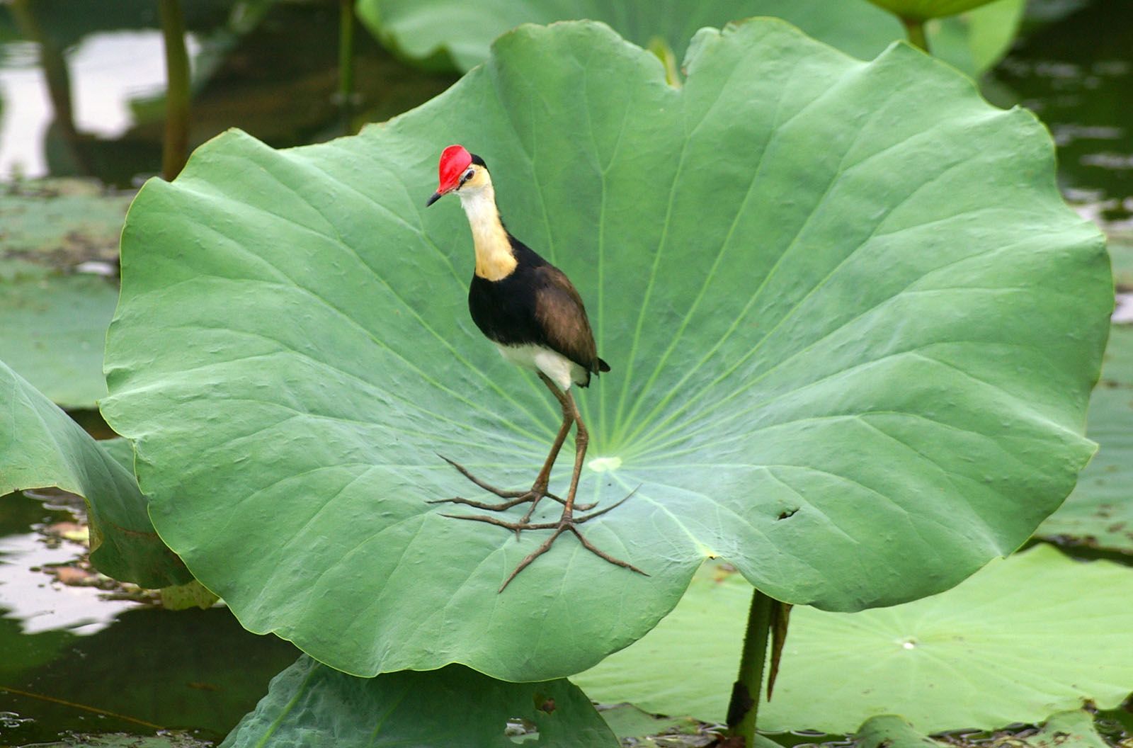A bird with a red head is standing on a large green leaf.