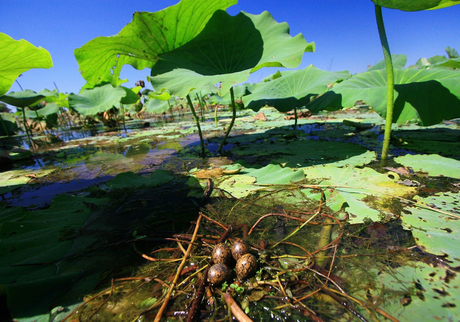 A bird nest is sitting in the middle of a pond surrounded by lily pads.