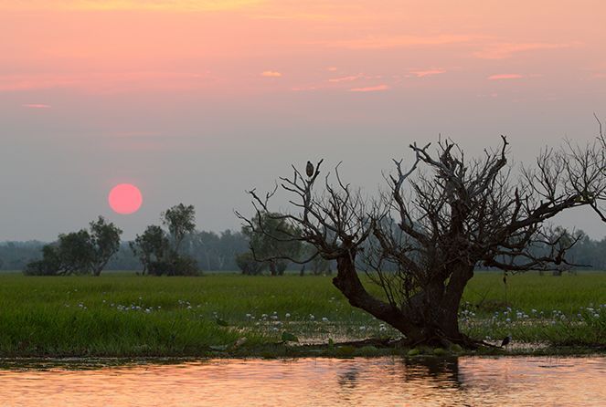 The sun is setting over a swamp with a tree in the foreground.