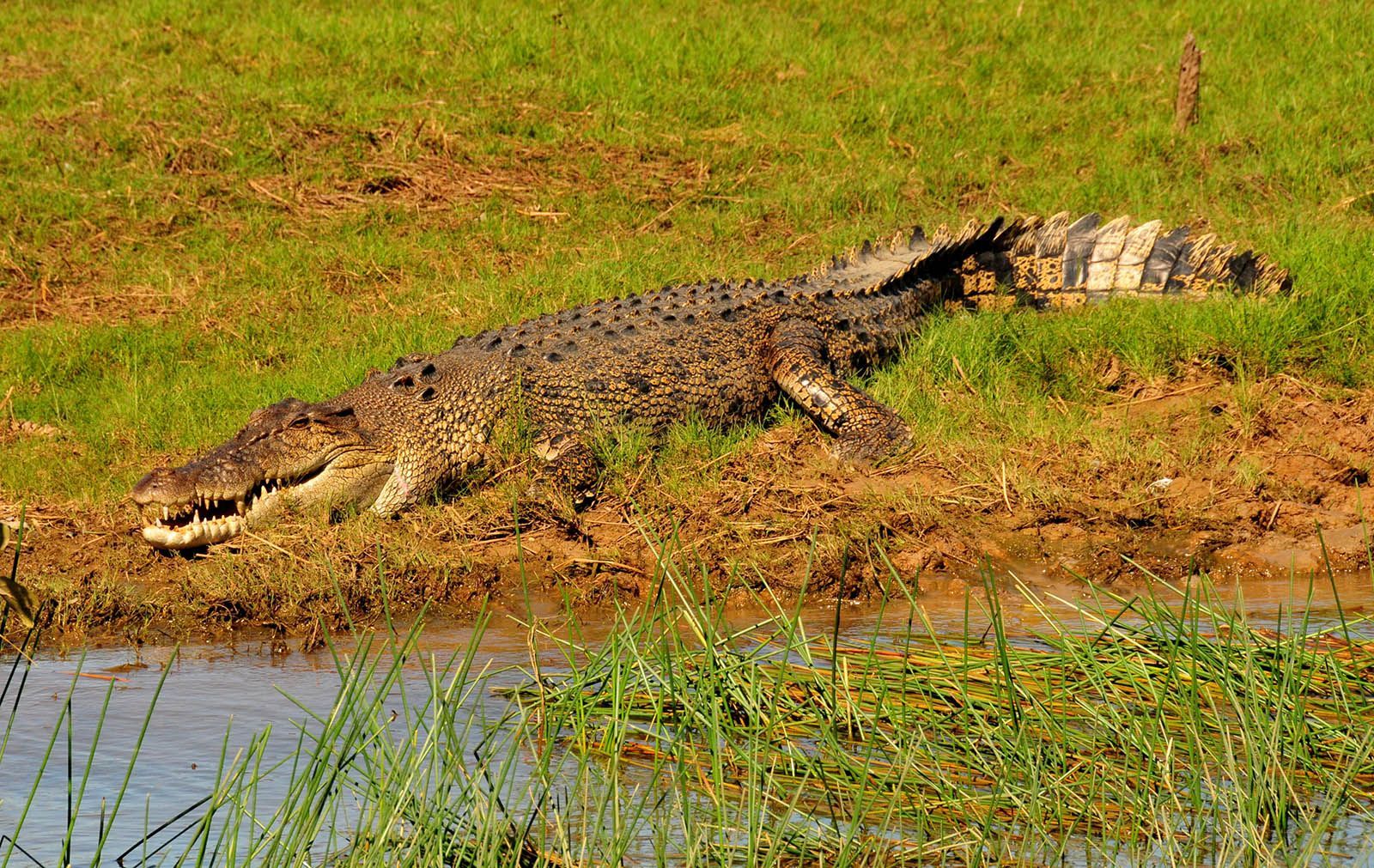 A large crocodile is laying in the grass near a body of water.