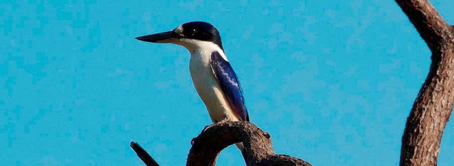 A bird is perched on a tree branch with a blue sky in the background.