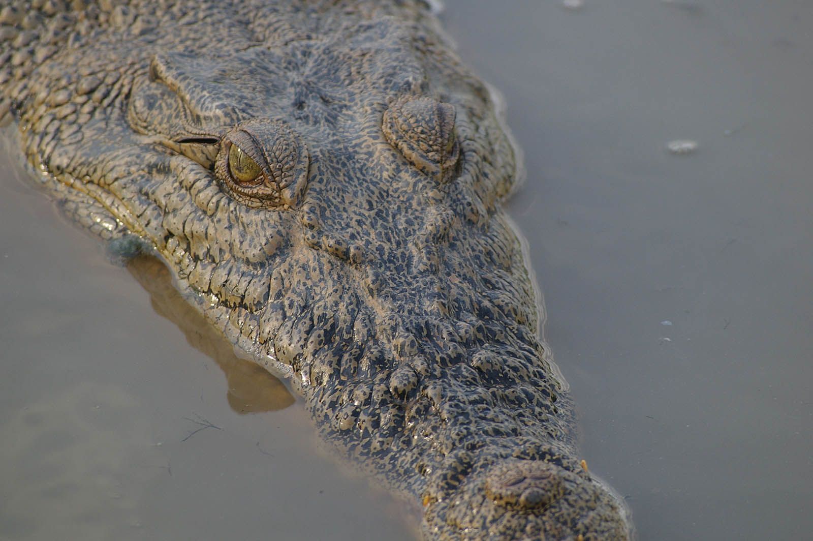 A close up of a crocodile 's head in the water.