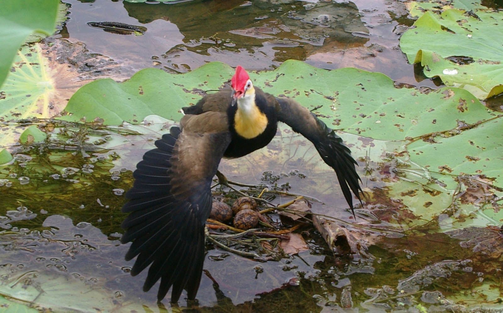 A bird with a red head is flying over a pond