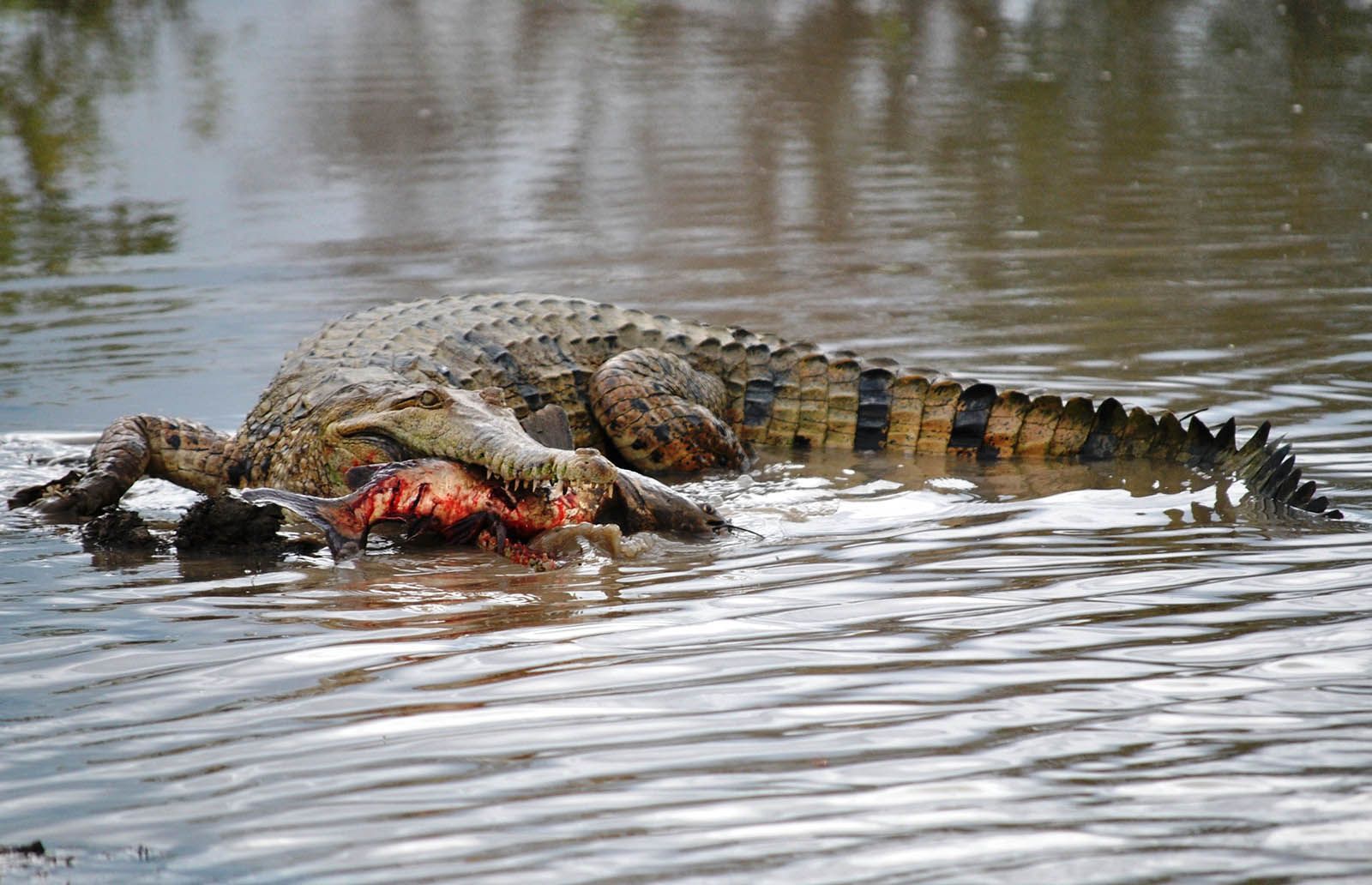 A crocodile is eating another crocodile in the water.