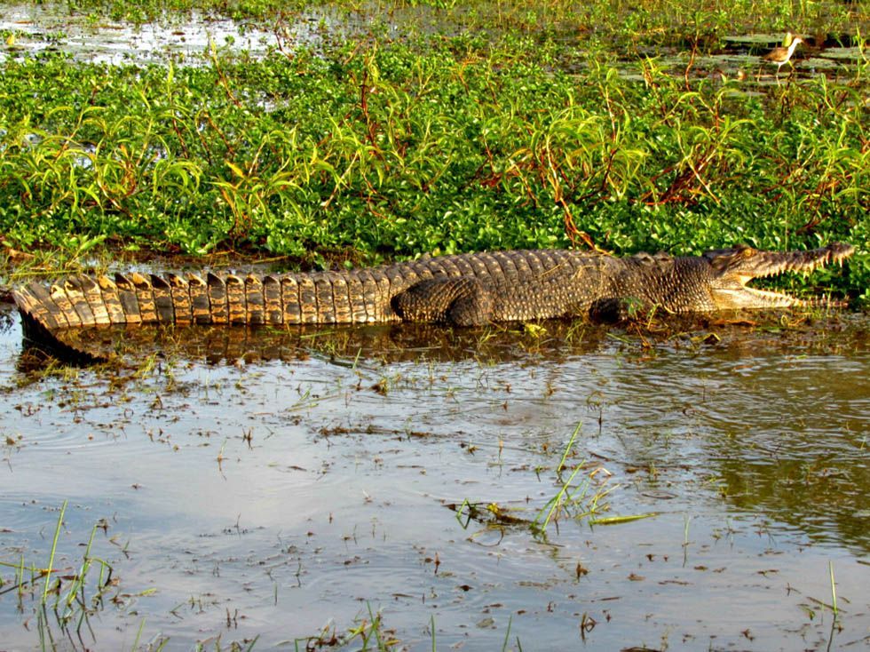 A large crocodile is swimming in a body of water