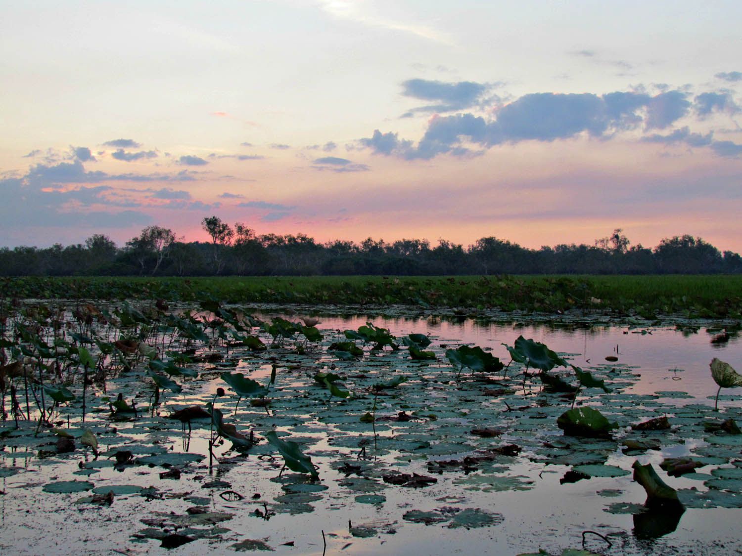 A swamp with a sunset in the background