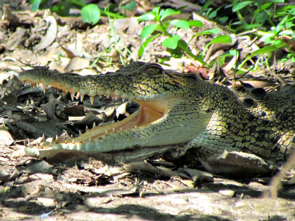 A crocodile is laying on the ground with its mouth open.