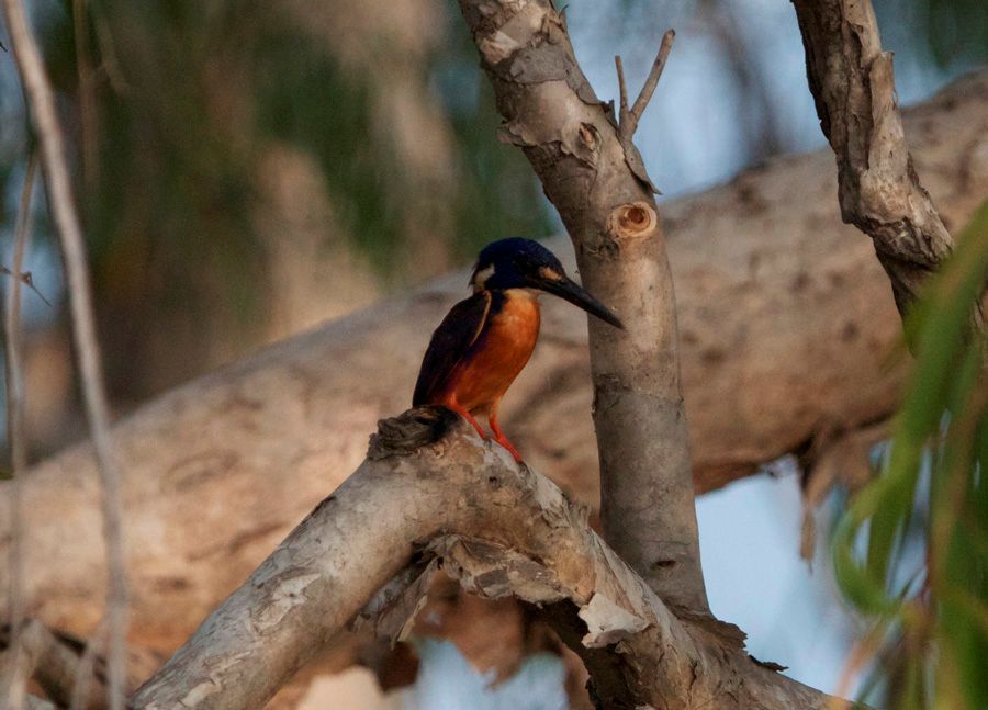 A bird is perched on a tree branch.