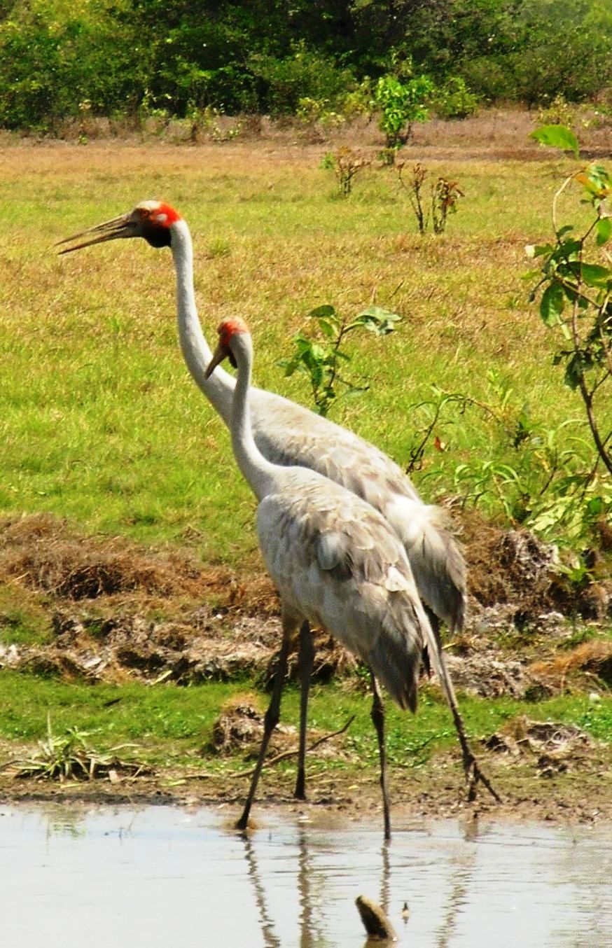 Two birds are standing next to each other in a field near a body of water.