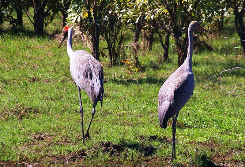 Two birds standing in a grassy field with trees in the background