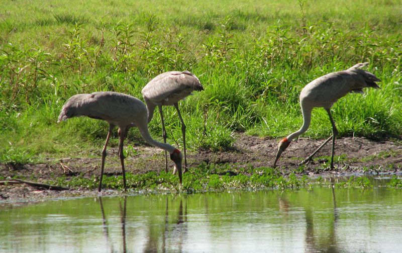 Three cranes are drinking water from a pond in a field.