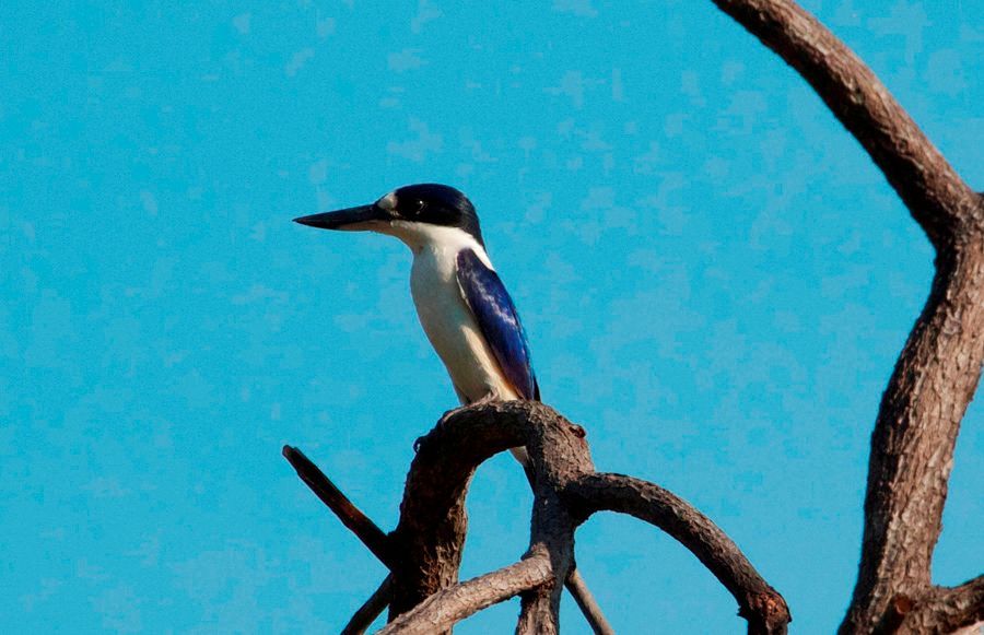 A bird is perched on a tree branch with a blue sky in the background.