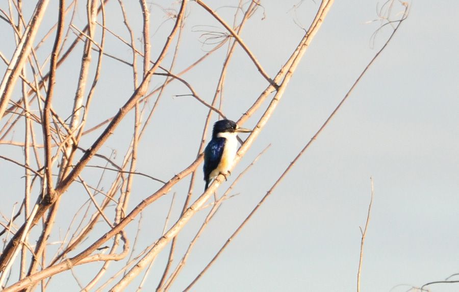 A bird perched on a tree branch with a blue sky in the background