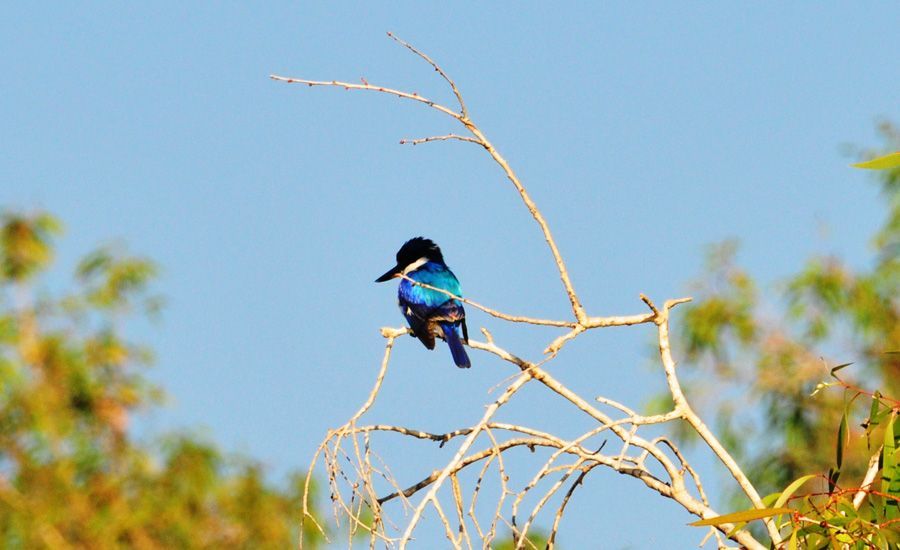 A blue and black bird perched on a tree branch