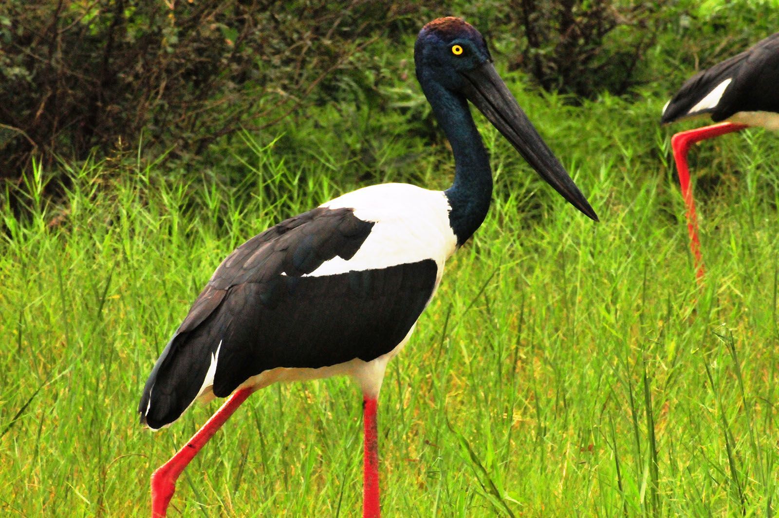 A black and white bird with red legs is standing in the grass.