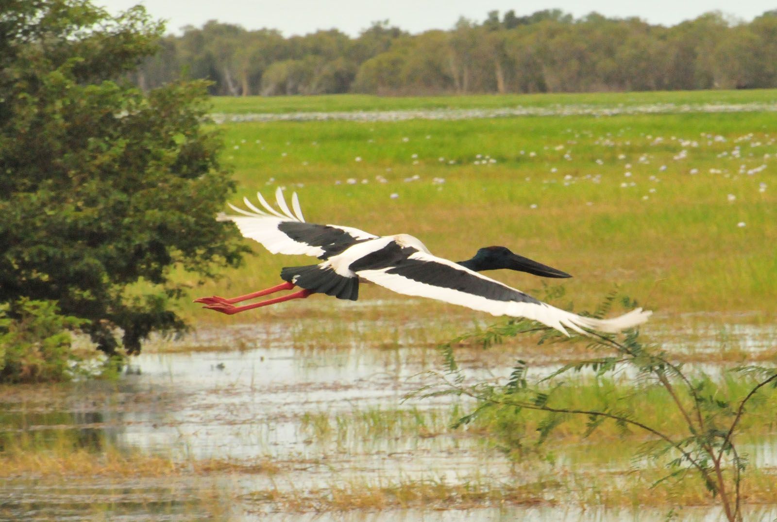 A black and white bird is flying over a body of water
