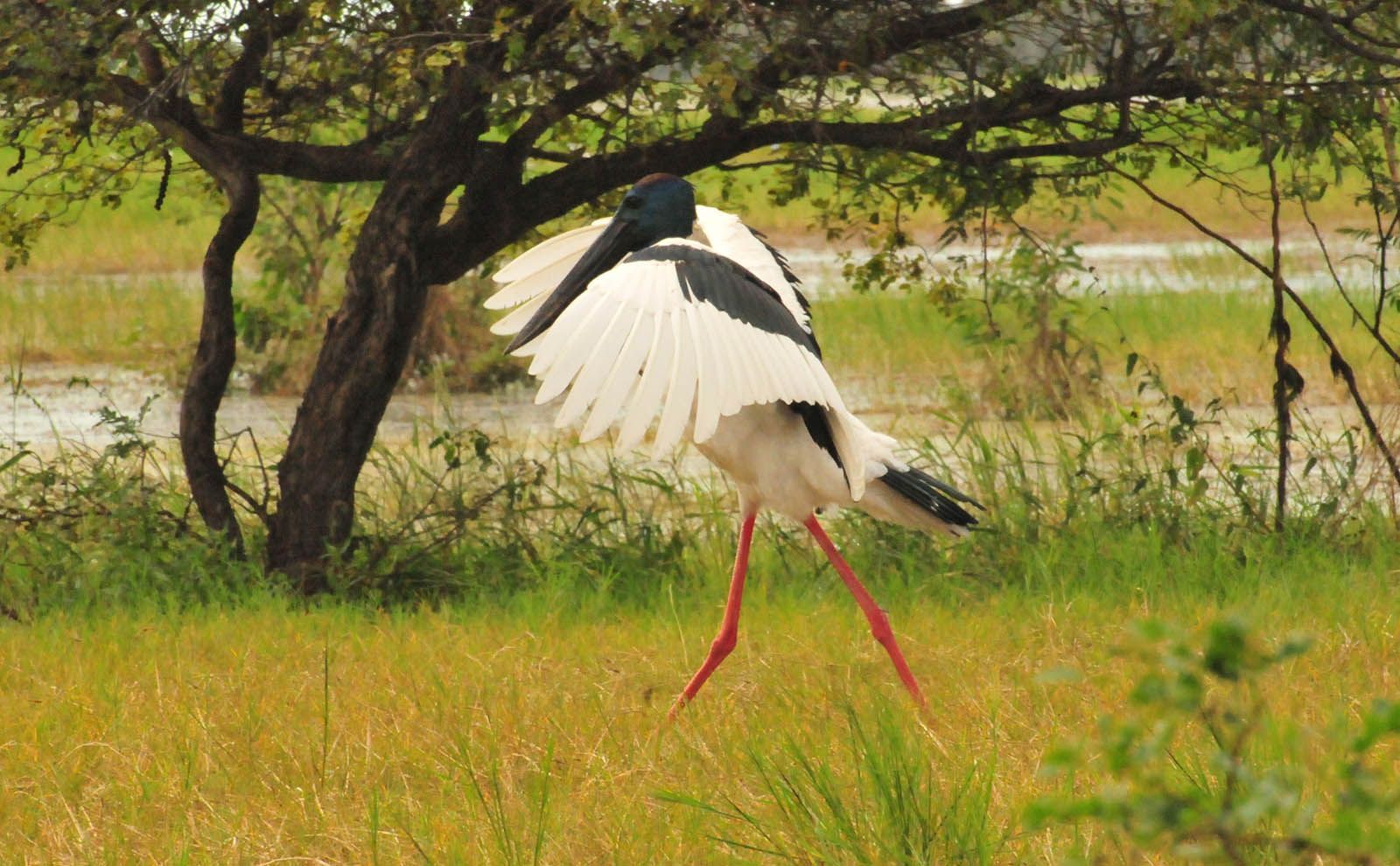 A black and white bird is standing in the grass with its wings outstretched