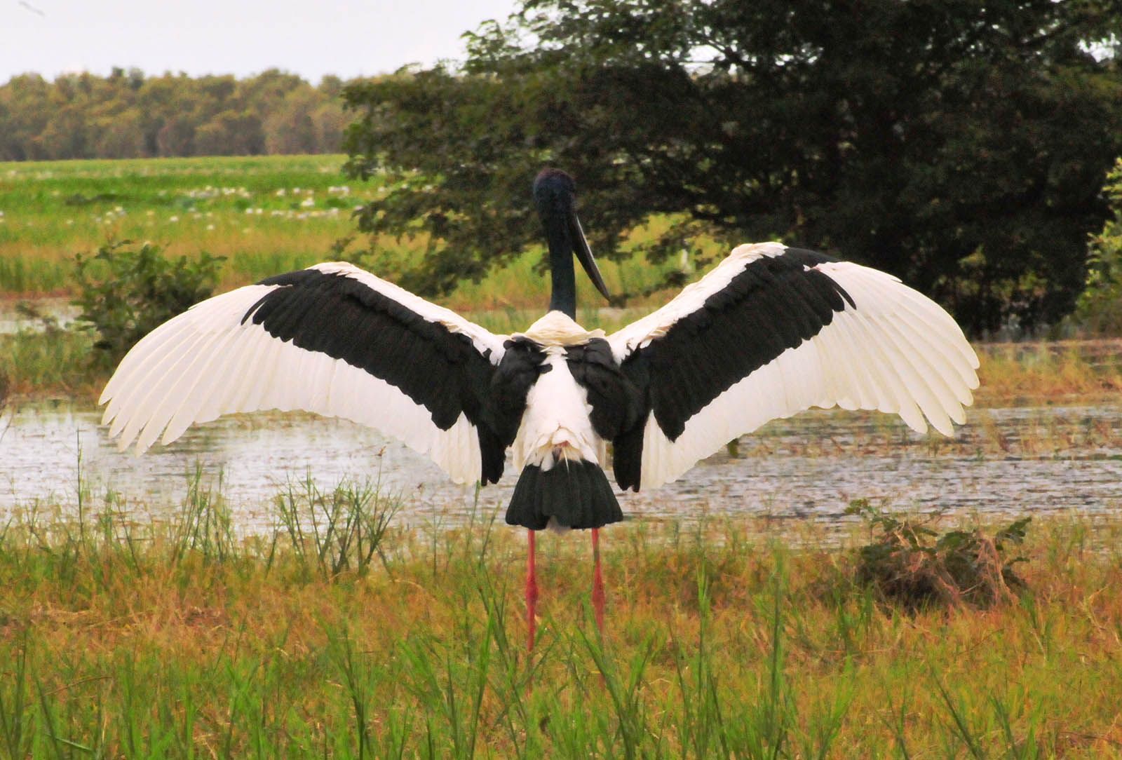 A black and white bird is standing in a field with its wings spread