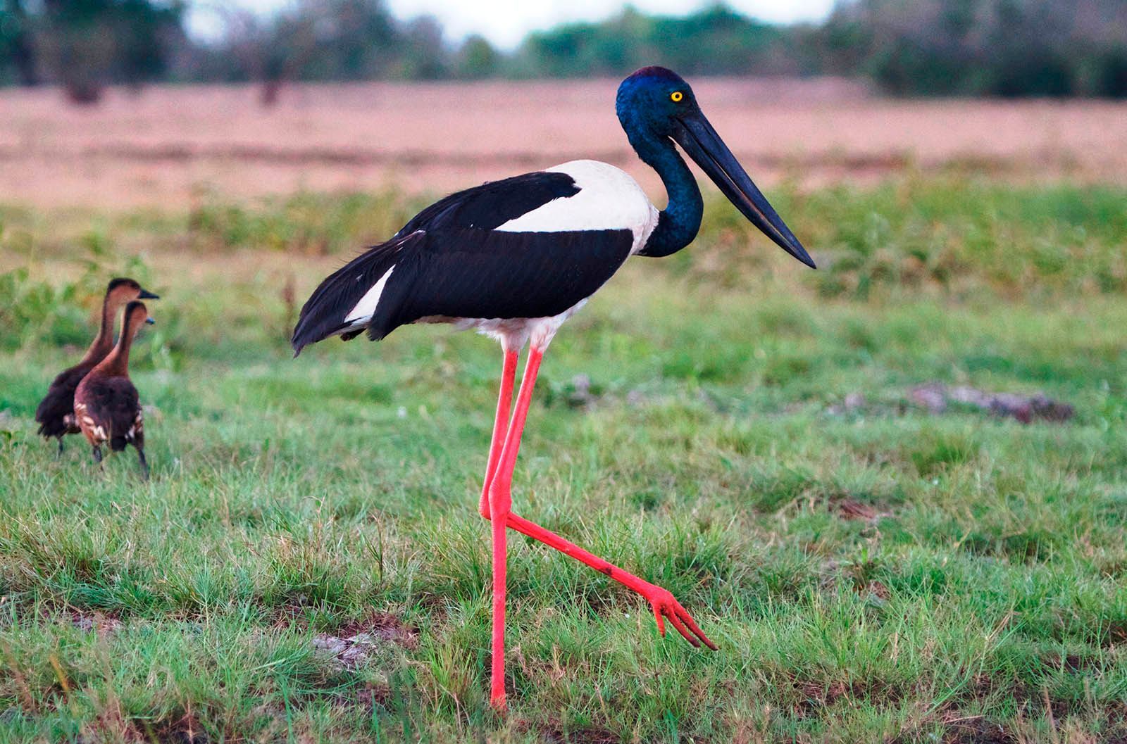A black and white stork standing in a grassy field.