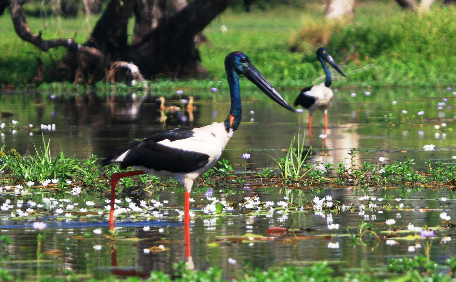 A black and white bird with long legs is standing in the water.