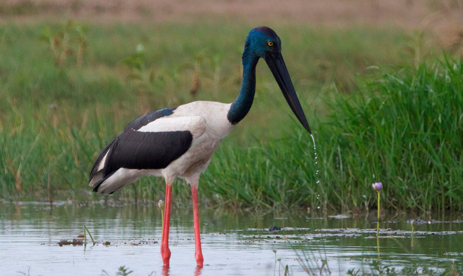 A black and white bird with a long beak is standing in the water.