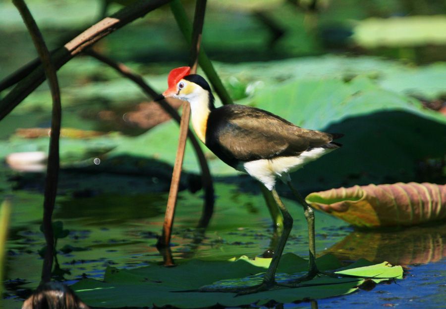 A bird with a red head is standing on a lily pad in the water