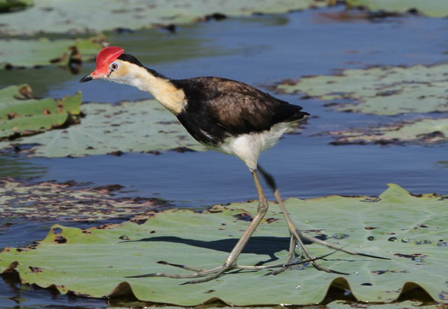 A bird with a red beak is standing on a lily pad