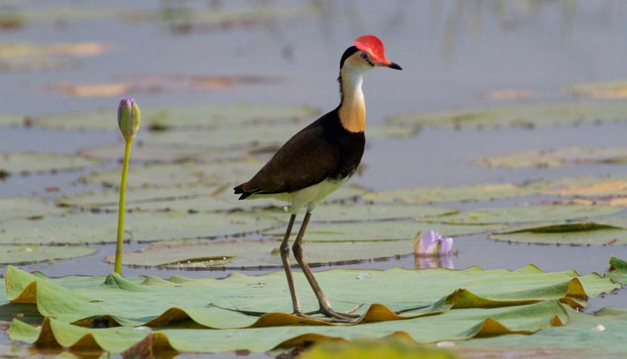 A bird with a red hat is standing on a lily pad in the water.