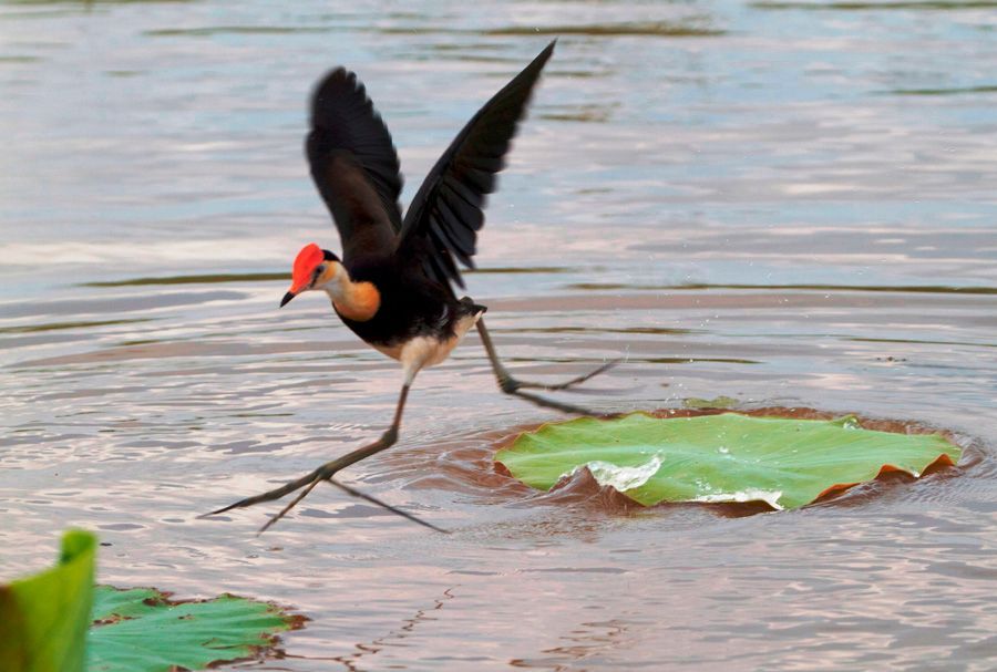 A bird is standing on a lily pad in the water