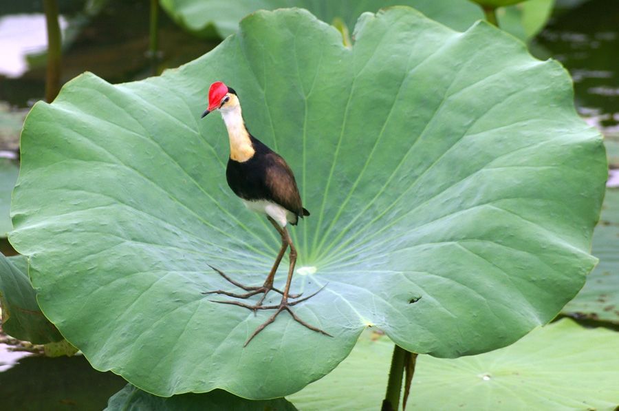 A bird with a red head is standing on a large green leaf.