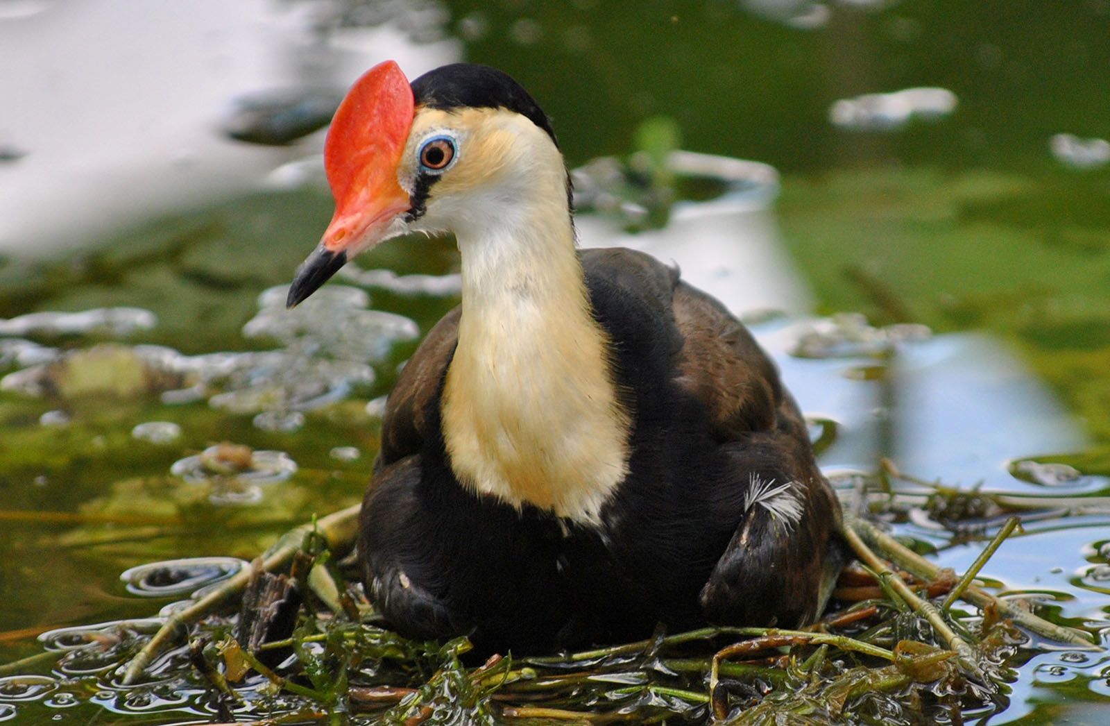 A bird with a red beak is sitting in the water