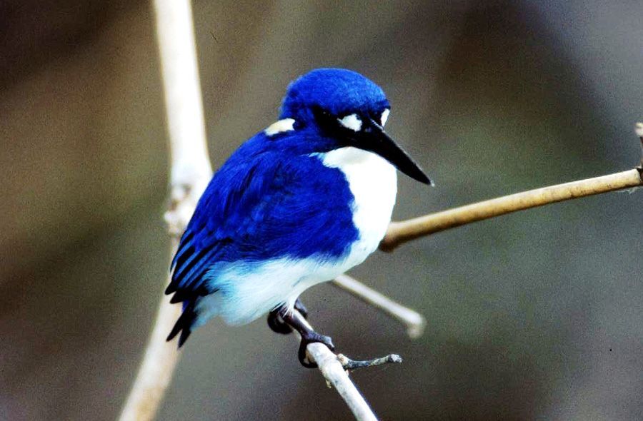 A blue and white bird perched on a branch
