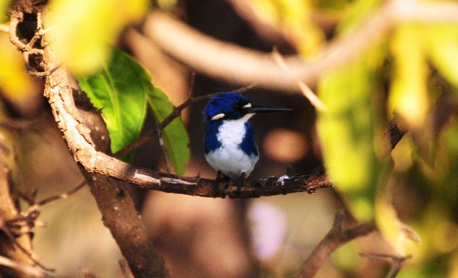 A small blue and white bird perched on a tree branch.