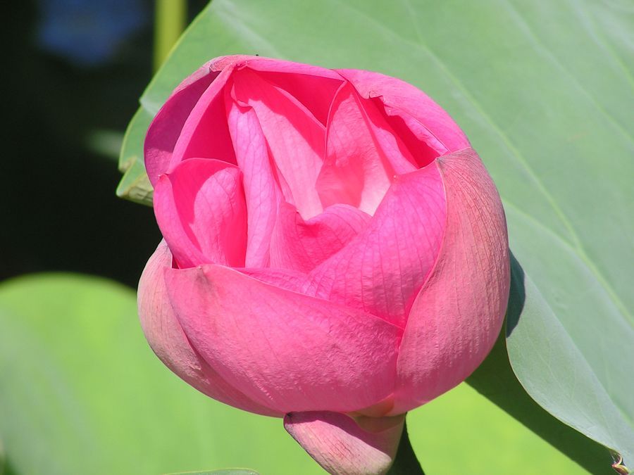 A close up of a pink flower bud on a green leaf