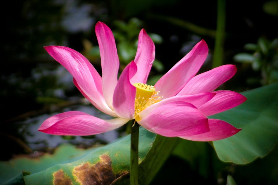 A close up of a pink lotus flower with a yellow center surrounded by green leaves.