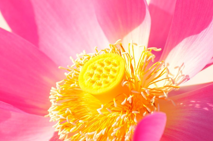A close up of a pink lotus flower with a yellow center.