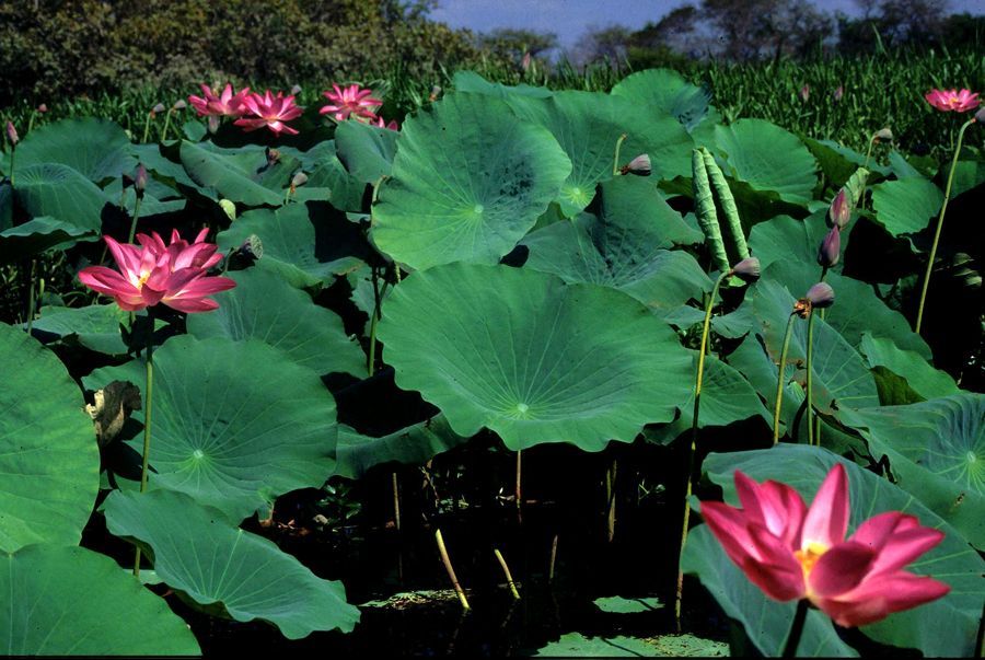 A bunch of pink flowers surrounded by green leaves