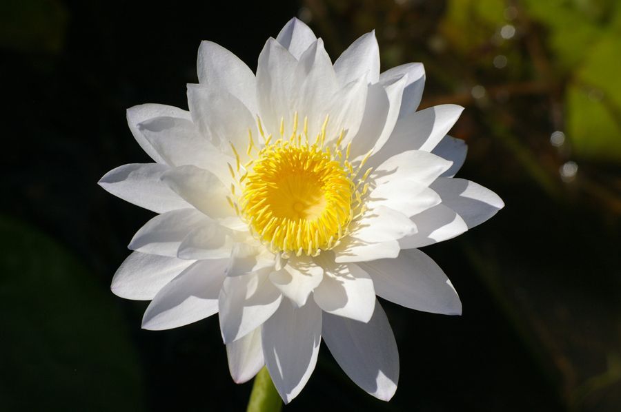 A close up of a white lotus flower with a yellow center