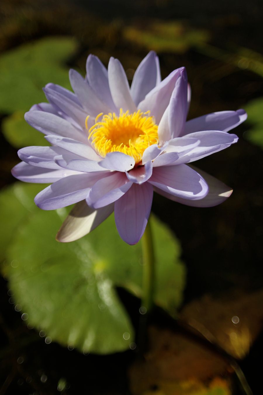 A close up of a purple water lily with a yellow center in a pond.
