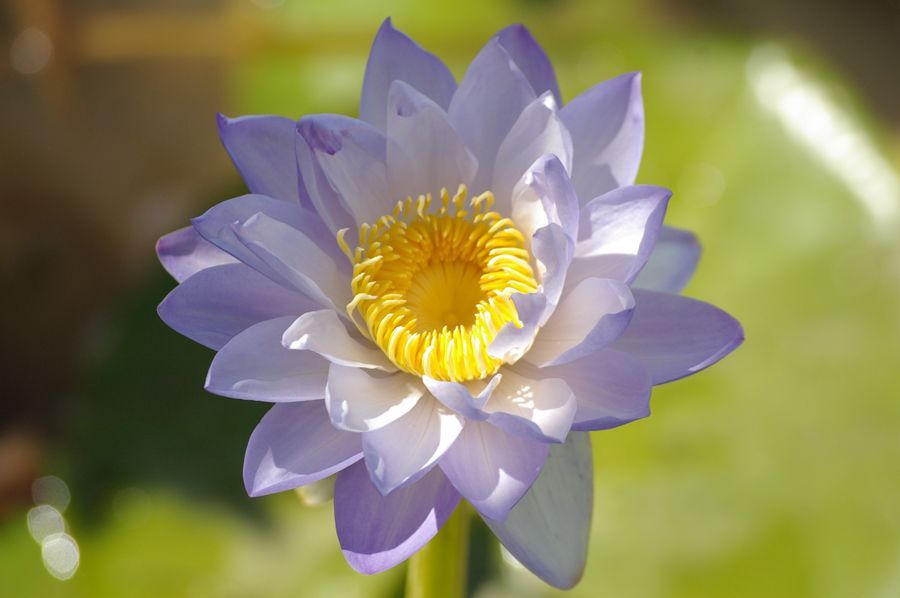 A close up of a purple lotus flower with a yellow center