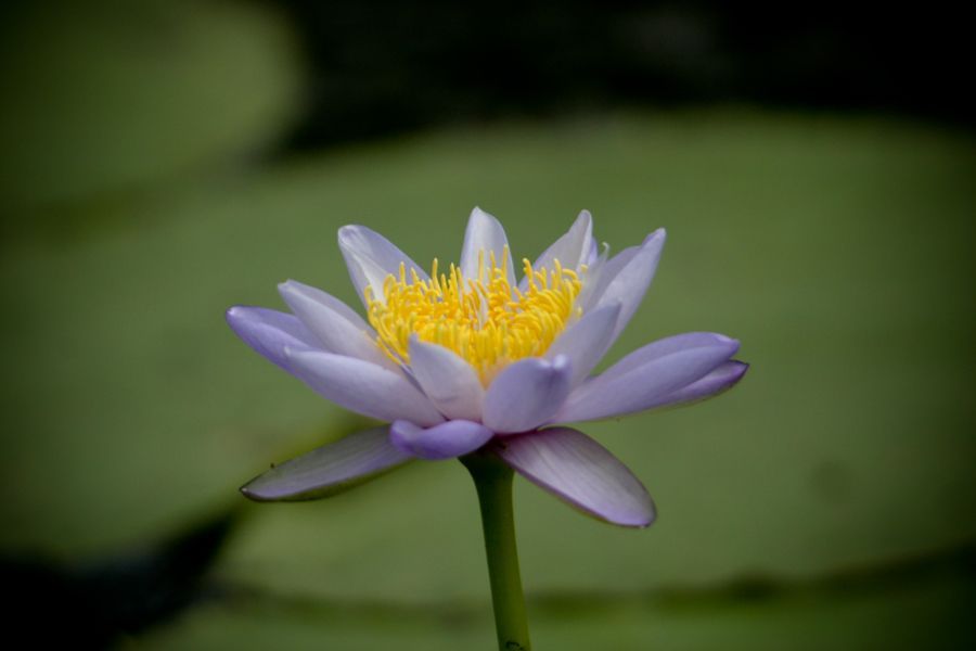 A close up of a purple water lily with a yellow center in a pond.
