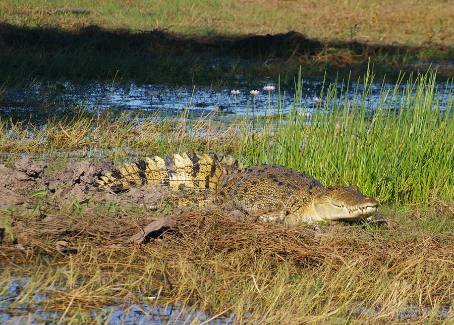 A large crocodile is laying in the grass near a body of water.