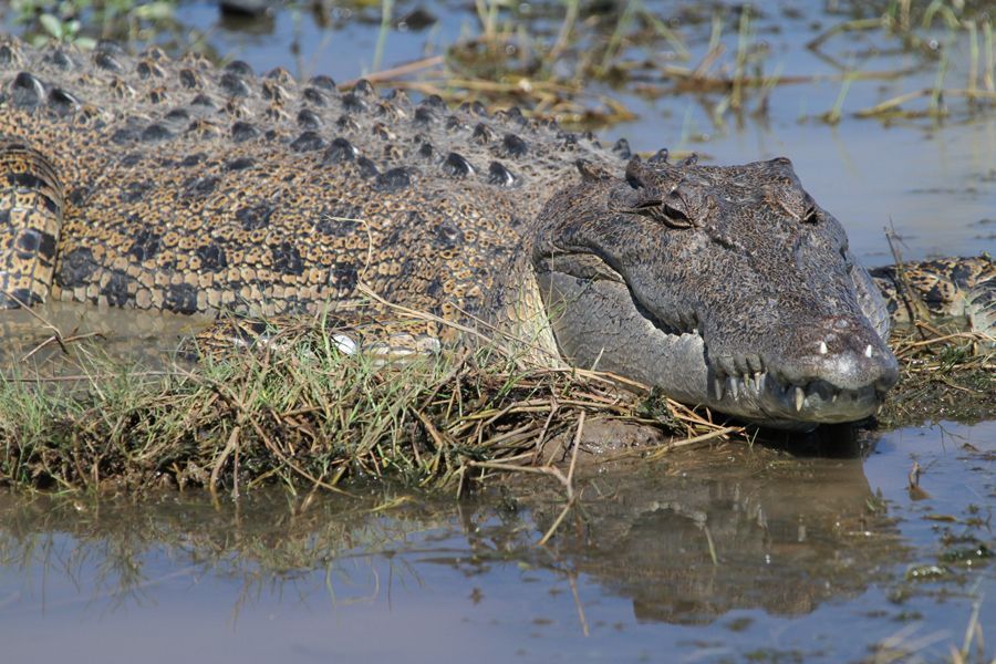 A large crocodile is laying in the water.