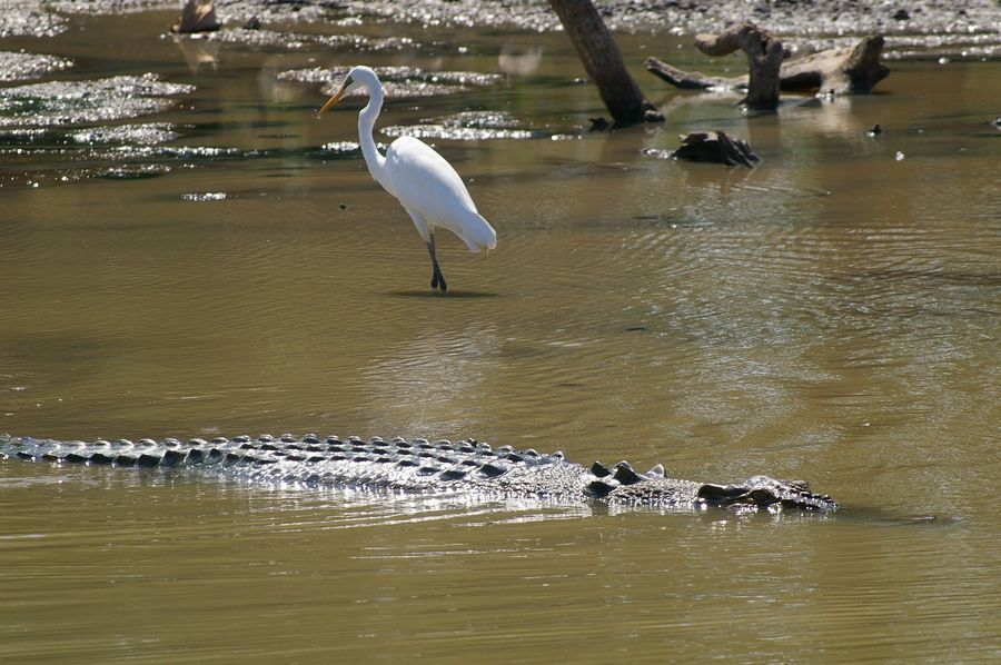 A white bird standing next to a crocodile in the water