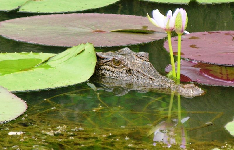 A crocodile is swimming in a pond with water lilies.