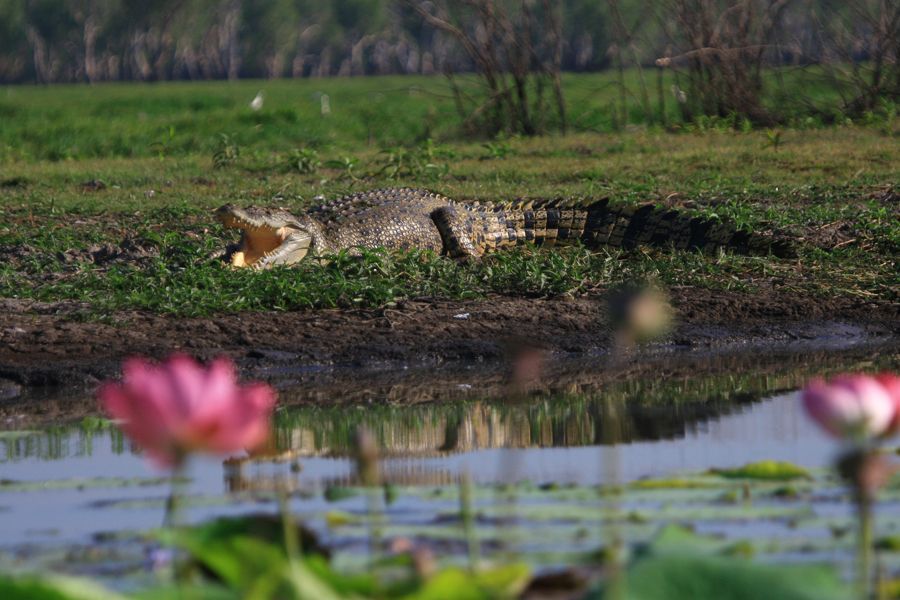 A crocodile is laying in the grass near a body of water with its mouth open.