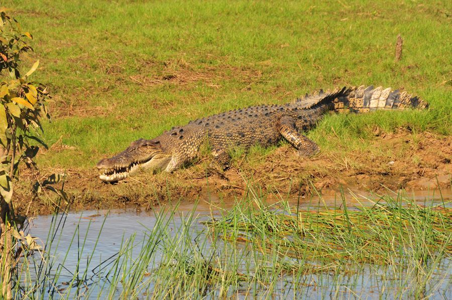 A large crocodile is swimming in the water near a grassy field.