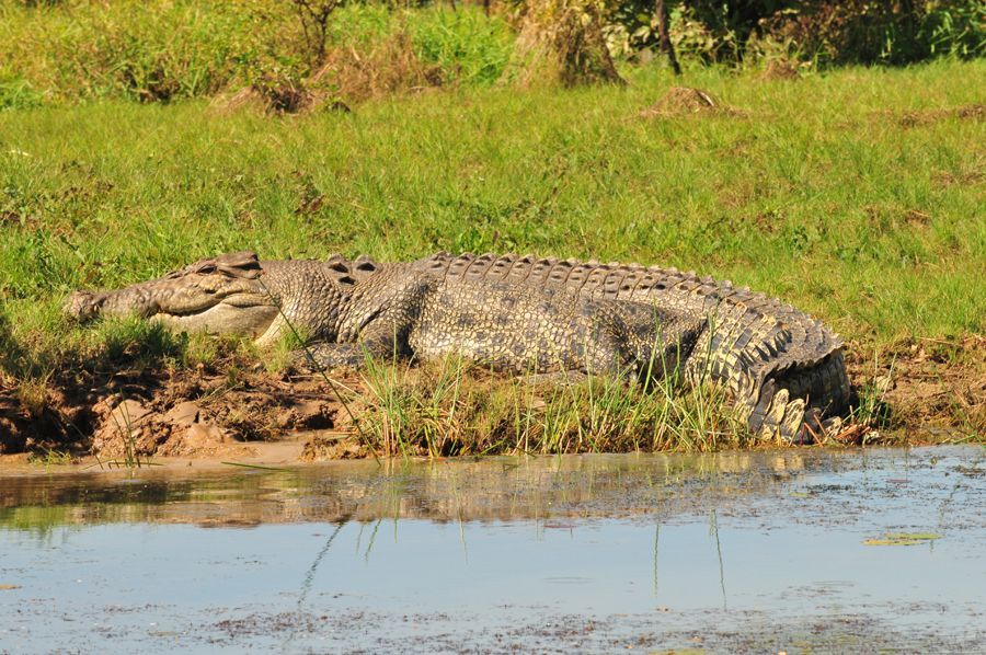 A large crocodile is laying in the grass near a body of water.